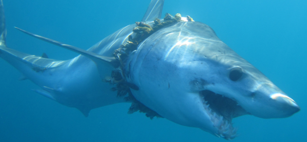 Shark in plastic
