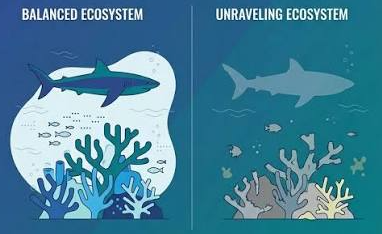 Balnaced ecosystem-unbalanced ecosystem